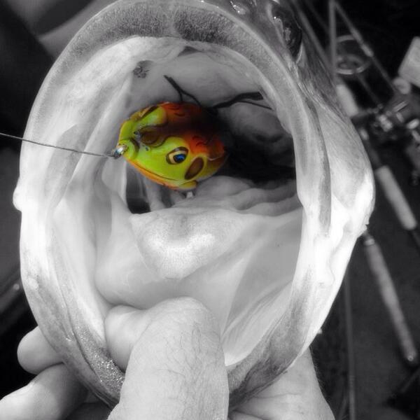 BentRodSyndrome's tweet photo. #fishing #largemouth #bass #kopperslivetarget #spro #bronzeye http://t.co/kEt191mK5U