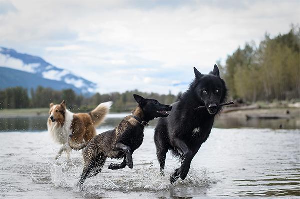 BioTrim_Labs's tweet photo. Owning pets can be both good and bad for your #health. Learn more in our Health Vault: http://t.co/zNlNXt4f9c http://t.co/i9XfOFSHRv