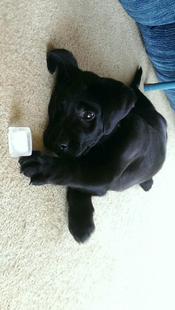 sbails2's tweet image. Love him!