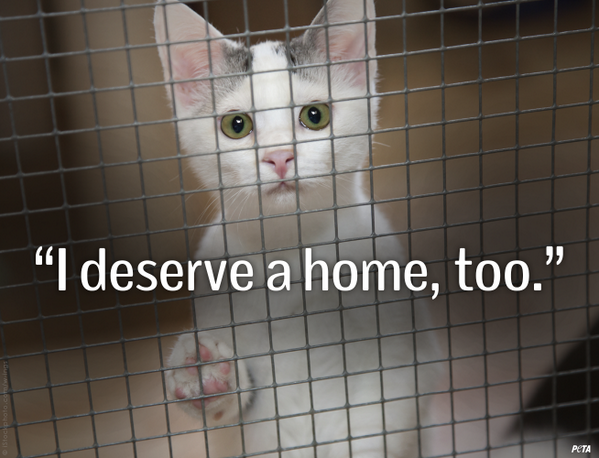 June is Adopt-a-Shelter-Cat Month 🐱

MILLIONS are waiting 2 b adopted.

RT if u'll always #AdoptDontBuy FOR THEM!