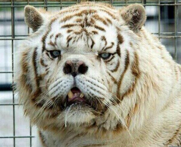 This is Kenny, the worlds first tiger with Down Syndrome 🐯