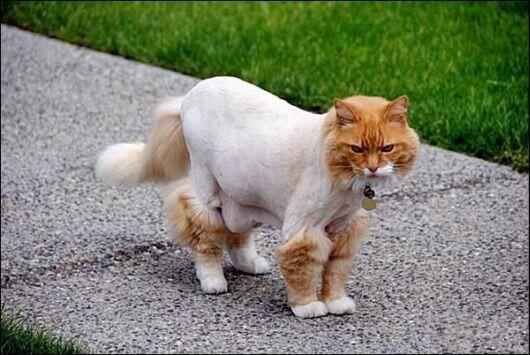 NiallGray's tweet photo. Here's a half shaven cat.. Goodnight http://t.co/dEtBKskTNs