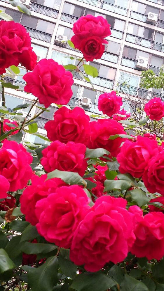 yhkim5's tweet photo. 비가 내리네요~~모두 좋은 하루 되세요~~^^ http://t.co/EbSAkW4lEQ