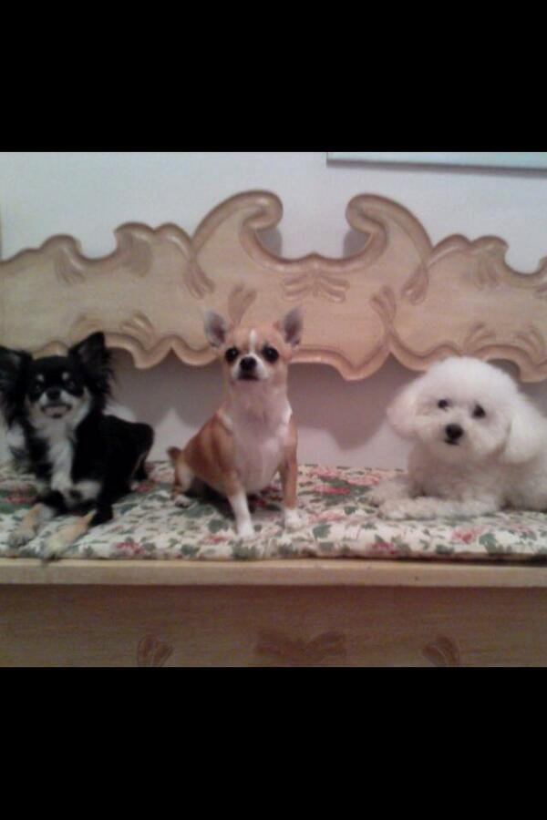 GelapeNoemi's tweet photo. Minhas lindas http://t.co/hwCBfqoY7r
