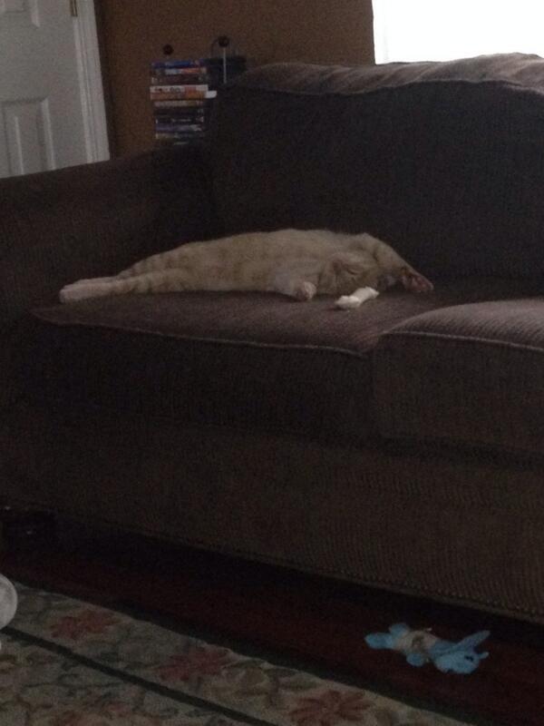 laurenn_turnerr's tweet image. Baby Louie is not a fan of the heat 🐱☀️ #sleepsallday