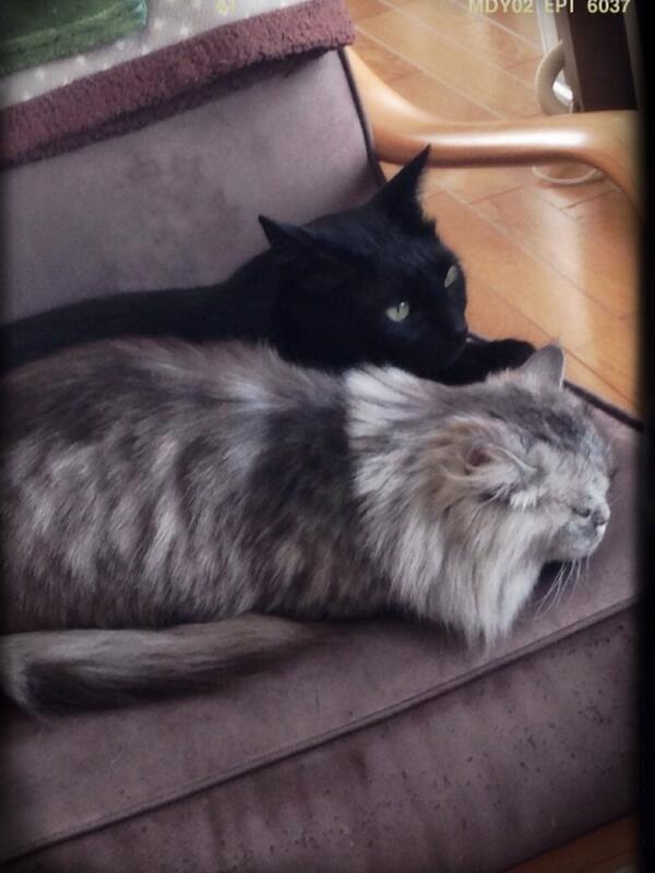 _mutako's tweet photo. 朝からLOVE♡ http://t.co/TWh3ycViHR