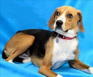 MiraclePaws8's tweet image. Check out our update! pawsaroundtheworld.blogspot.com #adoption #AdoptDontShop #dogs #love