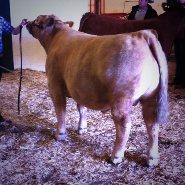 Hill70Quantock's tweet photo. Congratulations to @creecher_04 on Reserve Champion at the Lloydminster 4-H Regional Show! #4H #Charolais #AgYouth http://t.co/6OTt49gZQY