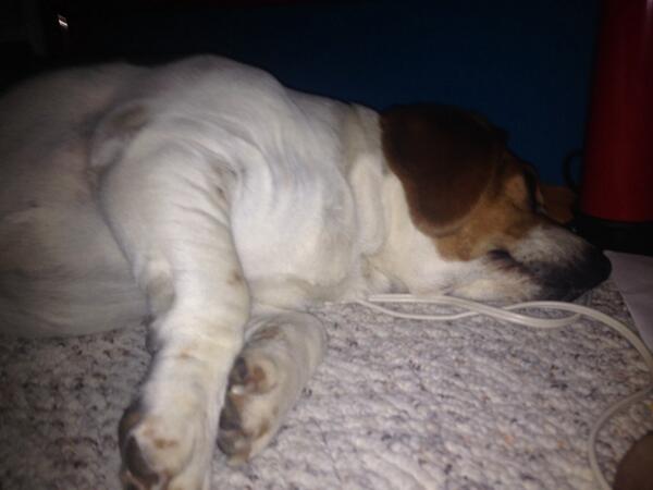 MitzgeraldDOG's tweet photo. Gud night twitter fans I have plans with bands and I gotta go hang out with my man!!!!!! http://t.co/TDkCh32Ldo