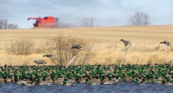 Life As Outdoorsmen tweet media