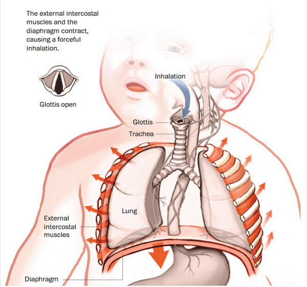 washingtonpost's tweet photo. Why hiccups happen isn't clear, but here's how they come about http://t.co/nhZhlC7uzN http://t.co/SbeaSbRRtv