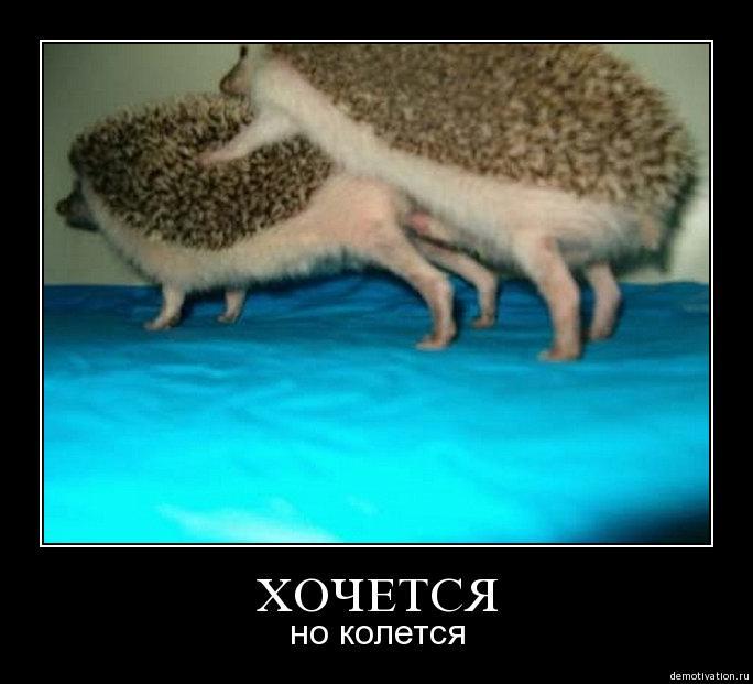 И хочется и колется картинки смешные, марта коллеге открытки