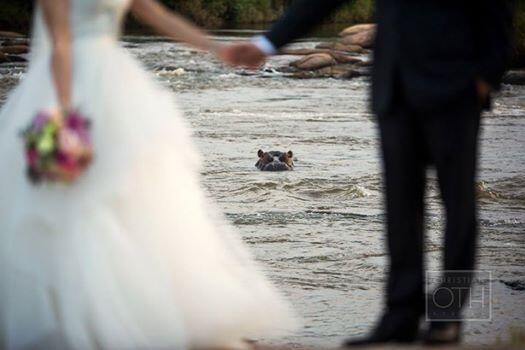 A hippo and a bridal couple in the same picture… more later this week! <a href="/christianoth/">Christian Oth</a> <a href="/weddingconcepts/">Wedding Concepts</a>