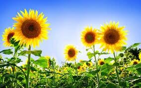 Are you ready for Hospice Sunflower Days June 6/7? Let's get #sunflowerdays2014 trending this week. Sunflowerdays.ie