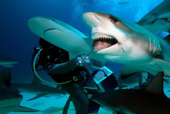 Seasaver's tweet photo. 'Shark Girl' Madison Stewart sounds alarm about #overfishing http://t.co/mpW635srtZ via @nydailynews #sharks http://t.co/yvjLmxcUdH
