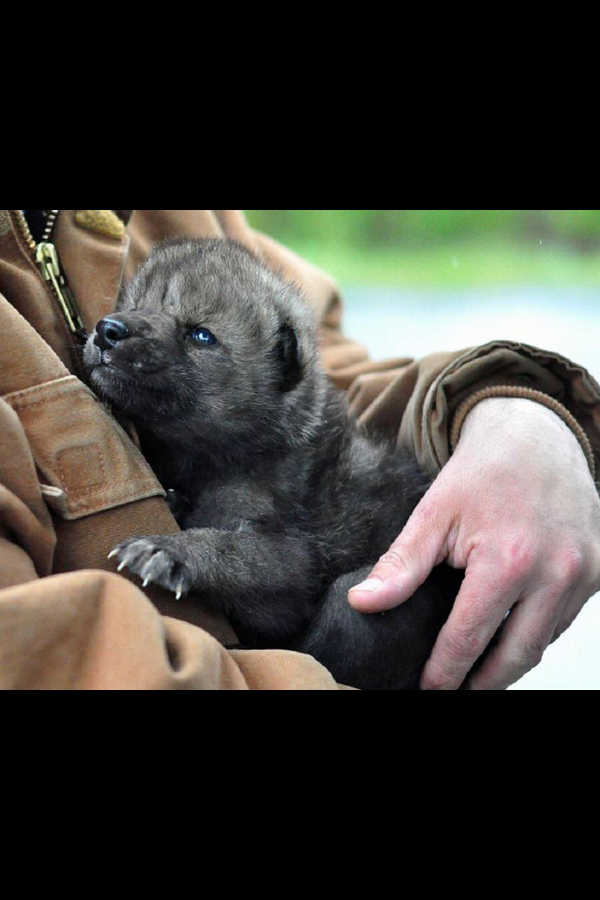 DavidBigGame1's tweet photo. A wolf pup was saved in Alaska by the local fire department from a forest fire! #Heroes http://t.co/b9oyzQS75v