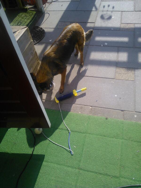 Van wie is deze hond, die als dank voor het opvreten van de kattebrokken de bal van de kids kapot gebeten heeft?? #RT