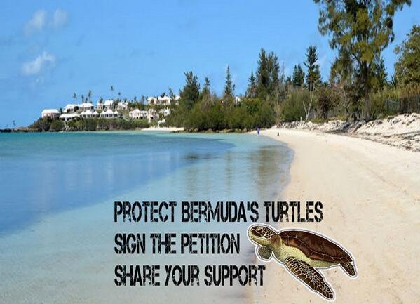 BermudaCauses's tweet photo. #Petition for the Protection of Sea Turtles - Somerset Long Bay #Bermuda @change dot org http://t.co/rE0WLHtsxU http://t.co/Ft7YSM0n3A