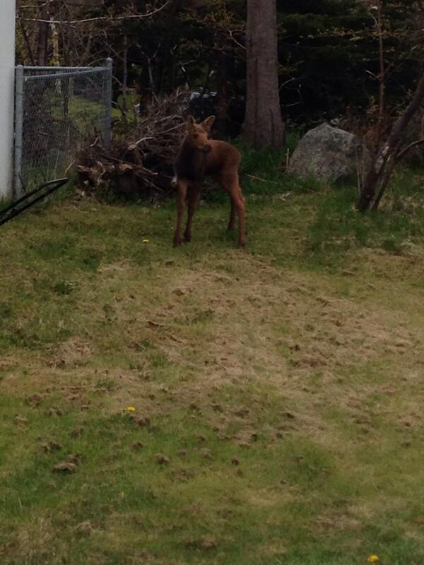 HumphriesJeremy's tweet photo. Baby moose on Churchills road, Portugal cove!  Mother jumped the fence and the calf could not. http://t.co/vMlJ4NaxbC
