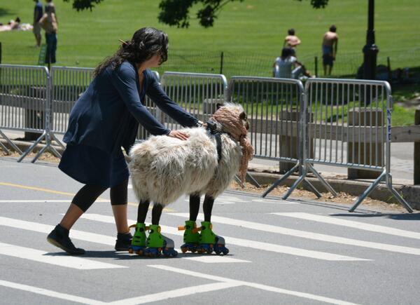 this might be the coolest sheep ever. #rollerskates #sheeparecool