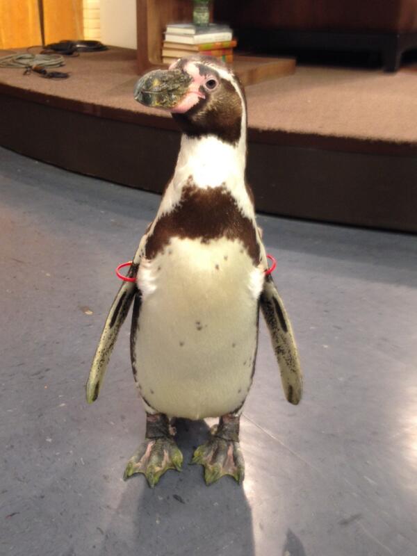 Call For Action KC tweet media