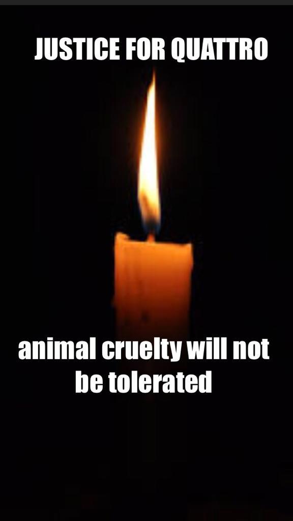 prettybird617's tweet image. @Quattrothecat for those who cannot join the vigil in person. #justiceforquattro