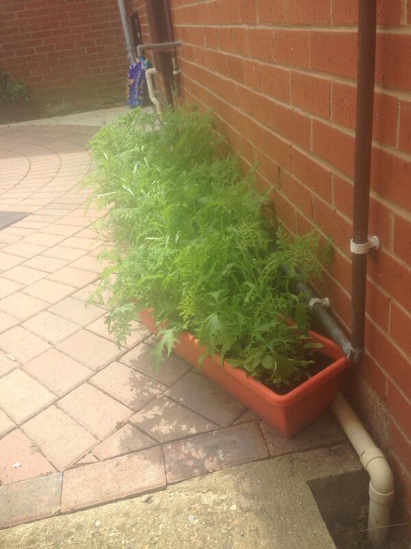 Nireus's tweet image. Dropped iPhone in garden,  I had to wait for a passing by fully functional biped. where is my #robotAssistant #free