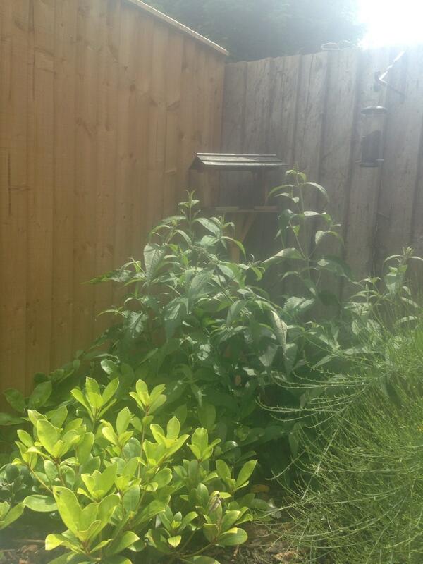 Nireus's tweet image. Dropped iPhone in garden,  I had to wait for a passing by fully functional biped. where is my #robotAssistant #free