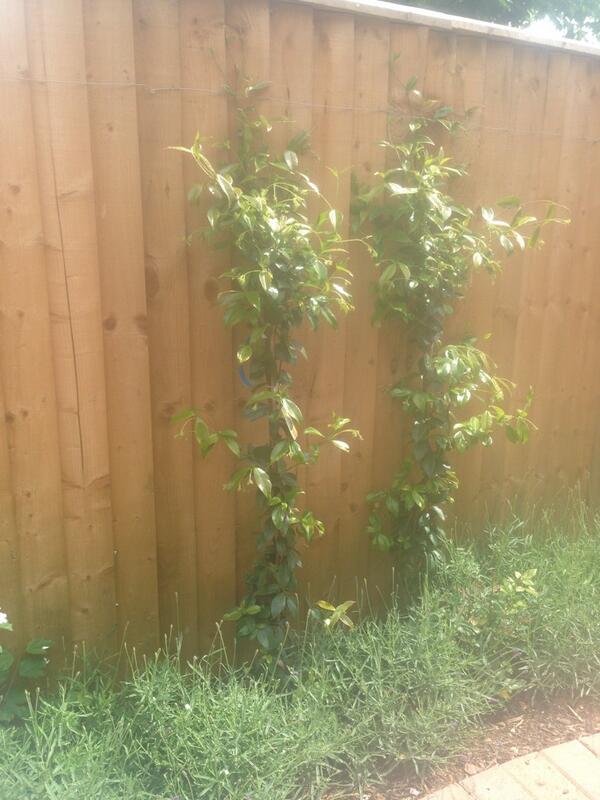 Nireus's tweet image. Dropped iPhone in garden,  I had to wait for a passing by fully functional biped. where is my #robotAssistant #free