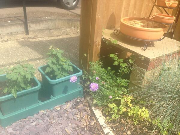 Nireus's tweet image. Dropped iPhone in garden,  I had to wait for a passing by fully functional biped. where is my #robotAssistant #free