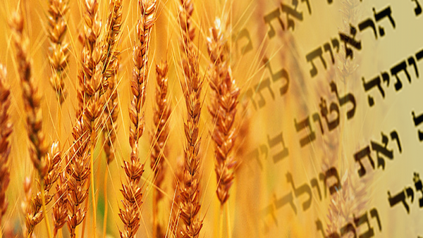 ElisaKapha's tweet photo. חג סמח לכולם - Happy #Shavuot to everyone! http://t.co/kuDfEBxfmu