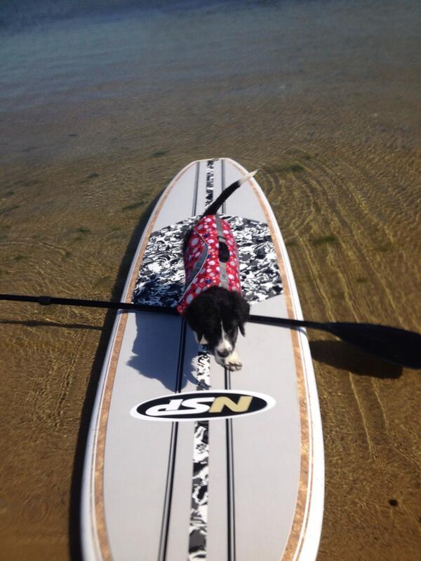 paddleack's tweet photo. Our mascot: Bodhisattva the Berner. Still not sure he likes the water, but he's great on the NSP #Sup. #DogsofACK http://t.co/rUxzvcHoFX