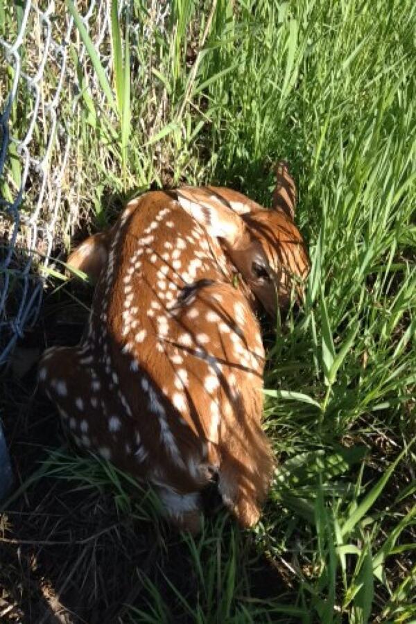 ryanmeyer88's tweet photo. Saving lives one animal at a time. http://t.co/yAZguzF104