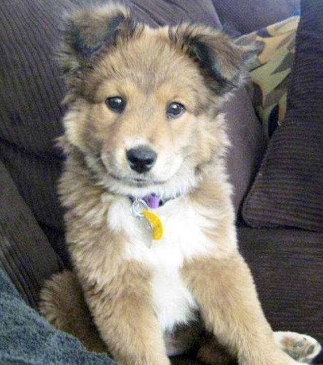 Husky and best sale golden retriever puppies