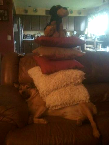 DrJesseFrench's tweet photo. I created a new sport and challenge anyone to beat me. #DogStacking http://t.co/HuplDp252D