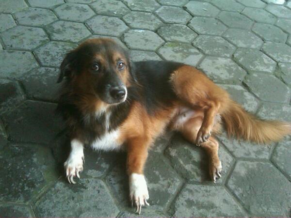 doniOpet's tweet photo. My lovely dog, peppy http://t.co/H6pFRqaIcA