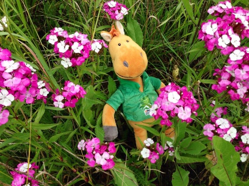 Permalien de l'image intégrée