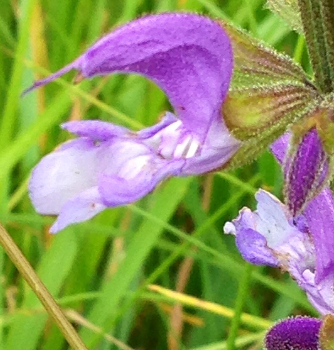 Permalien de l'image intégrée