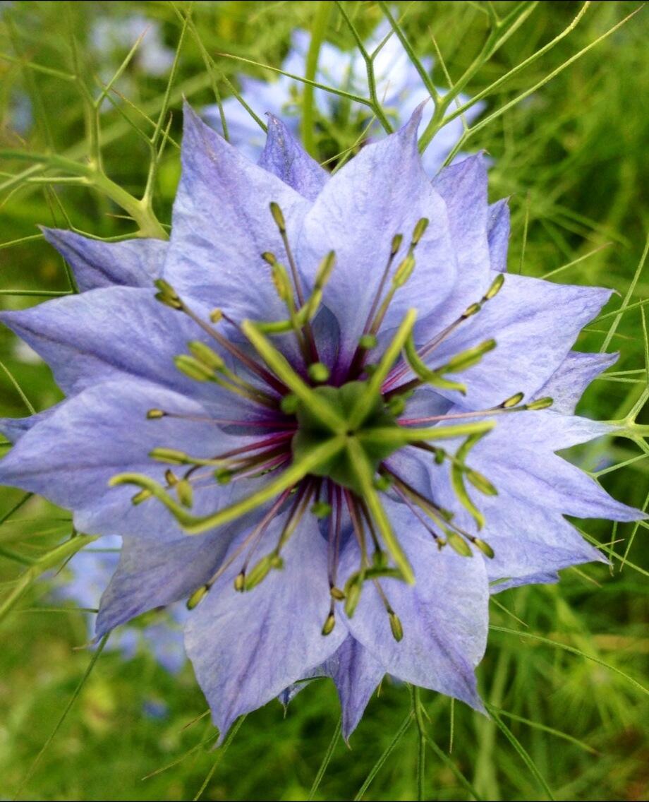 Permalien de l'image intégrée