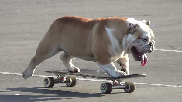 NMSingel's tweet photo. Go George go #bulldogs #skateboarding http://t.co/1yELlYfjW9