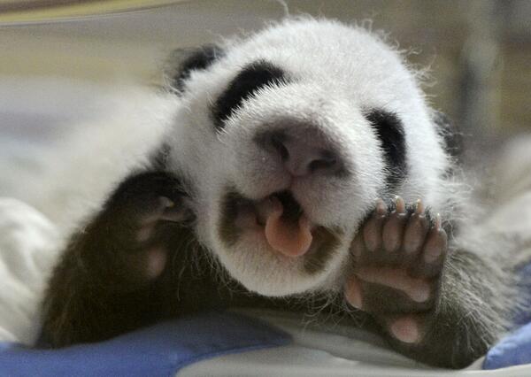 chepibolape's tweet photo. Mira a este #ositopanda en su tierna lucha por alimentarse de un #bambú 
http://t.co/A8cMj0rbzh http://t.co/LLjS5JFJeA