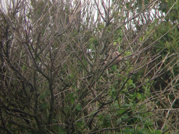 Another lifer.....another obligatory #recordshot of horrific standard! #SpectacledWarbler #therares