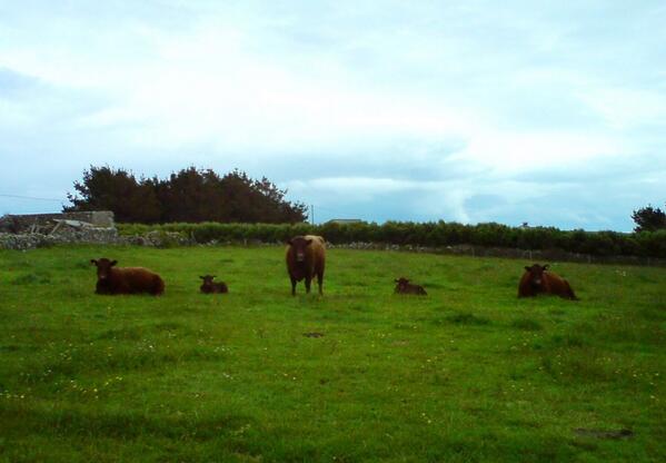 ScillyBeef's tweet image. The cows have been practicing symmetry today