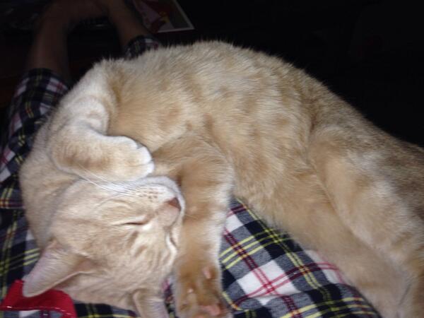 ocean985's tweet image. RT @runnerskye Esquimalt peeps! My orange tabby kitty is missing! Esquimalt high area. Please RT #yyj  #herekittykitty