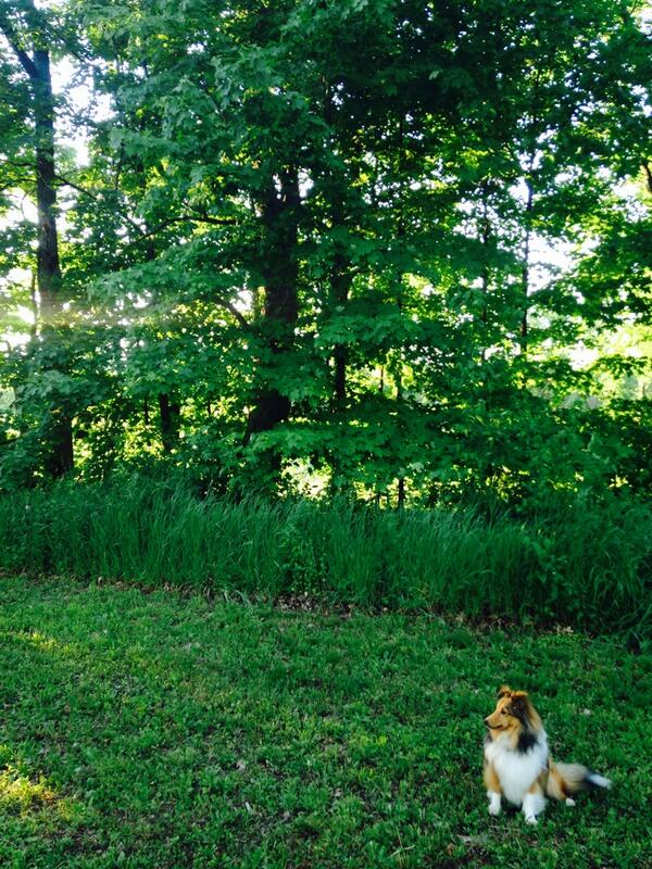 ChrissyBarratt's tweet photo. So majestic http://t.co/KvIGEWmaip