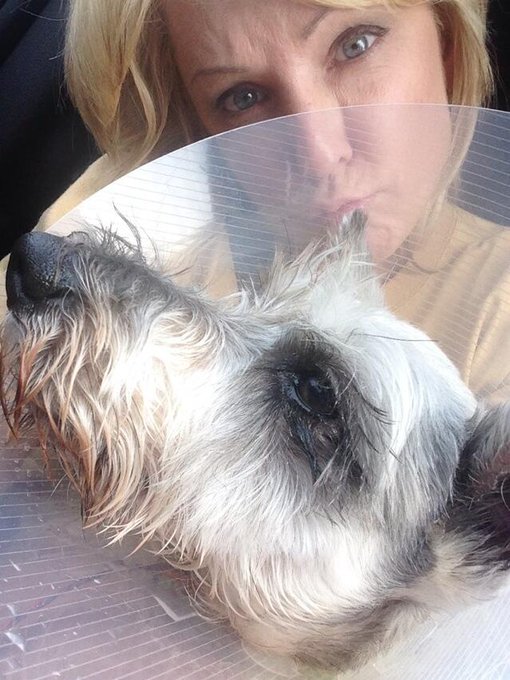 Sorry for being MIA lately. My Dexter had surgery today to remove a tumor from his rt eye lid. Just picked<a href="/tag/gobolts"class="tags"><span>#gobolts</span></a><a href="/tag/boltswin"class="tags"><span>#boltswin</span></a><a href="/tag/chivstbl"class="tags"><span>#chivstbl</span></a>