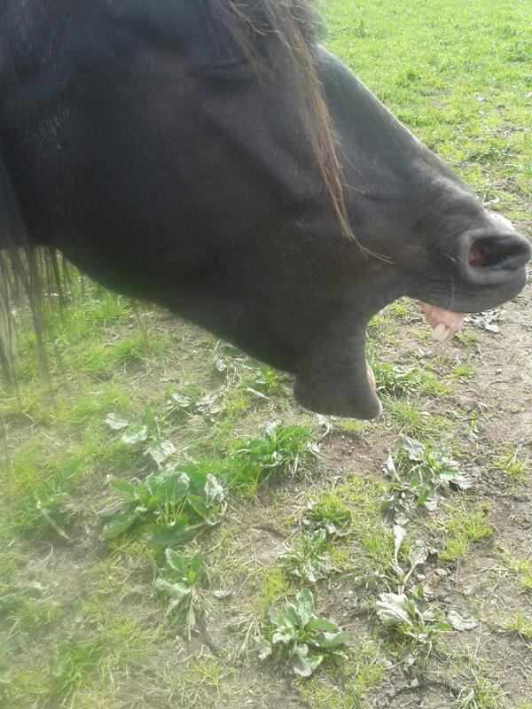 EquestrianFail tweet picture