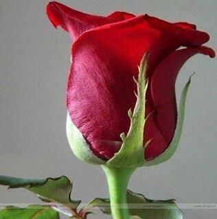 Good Morning my dear citizens of this Universe