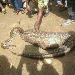 Thato I TBK tweet media