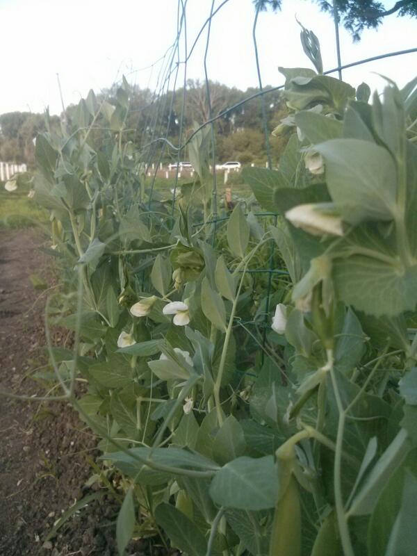 My peas are flowering #gardening